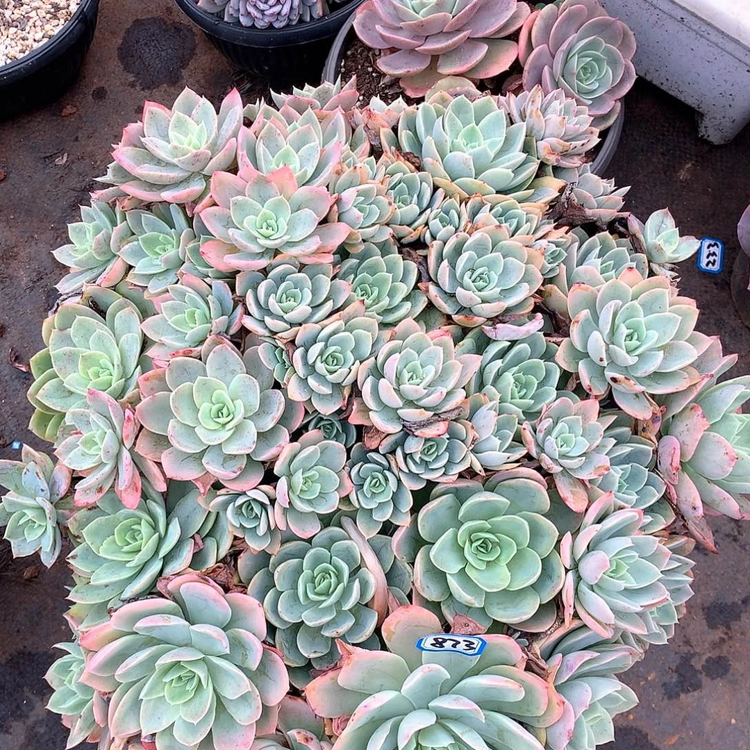 873丝绸一物一拍多肉