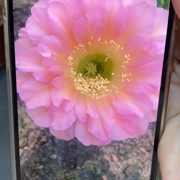 香香金刚39号母球带几个侧芽