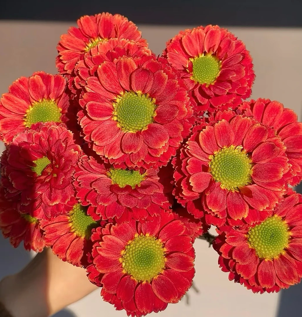 【云舍花卉】【铁锈红】小菊 全场任意满两单及以上鲜花包邮