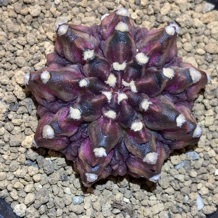 暗黑海神 立体感