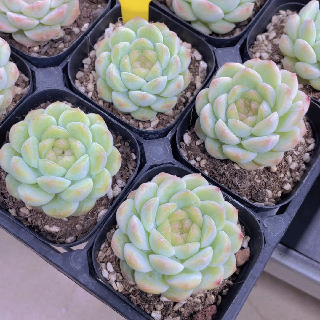 1461号 冰透白桃汽水单头一个