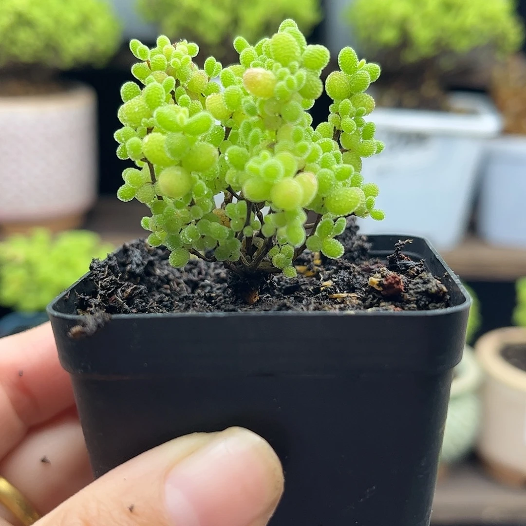 10蜜桔糖球优选枝干番杏