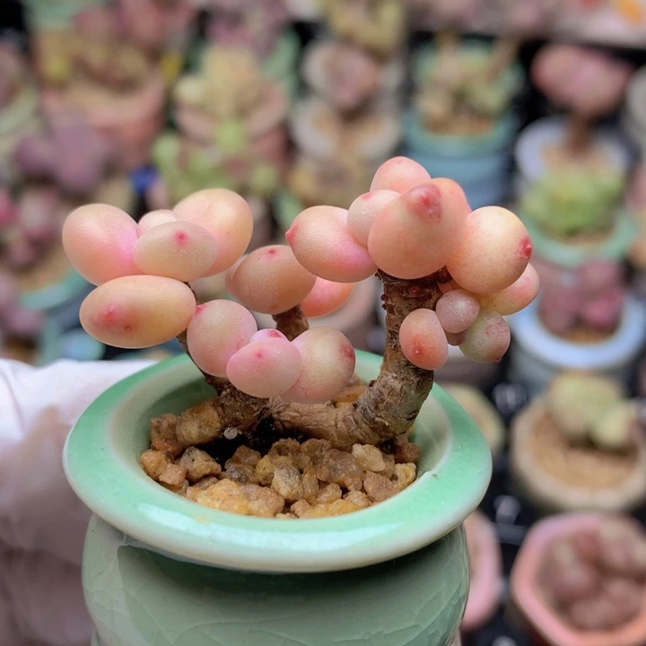 026 萤火虫 红萤火 6头 木质