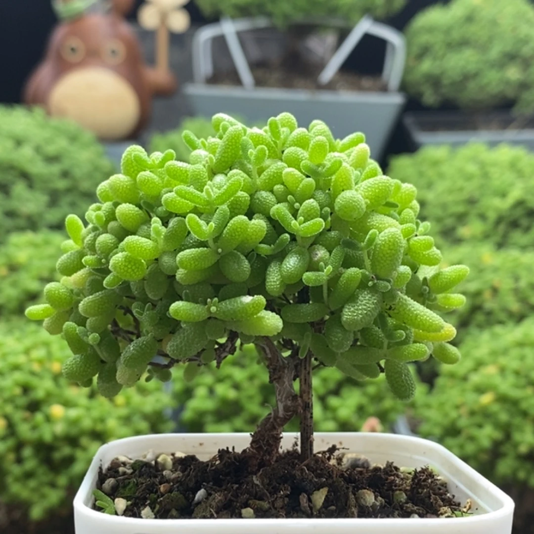 蜜橘糖球8344枝干番杏