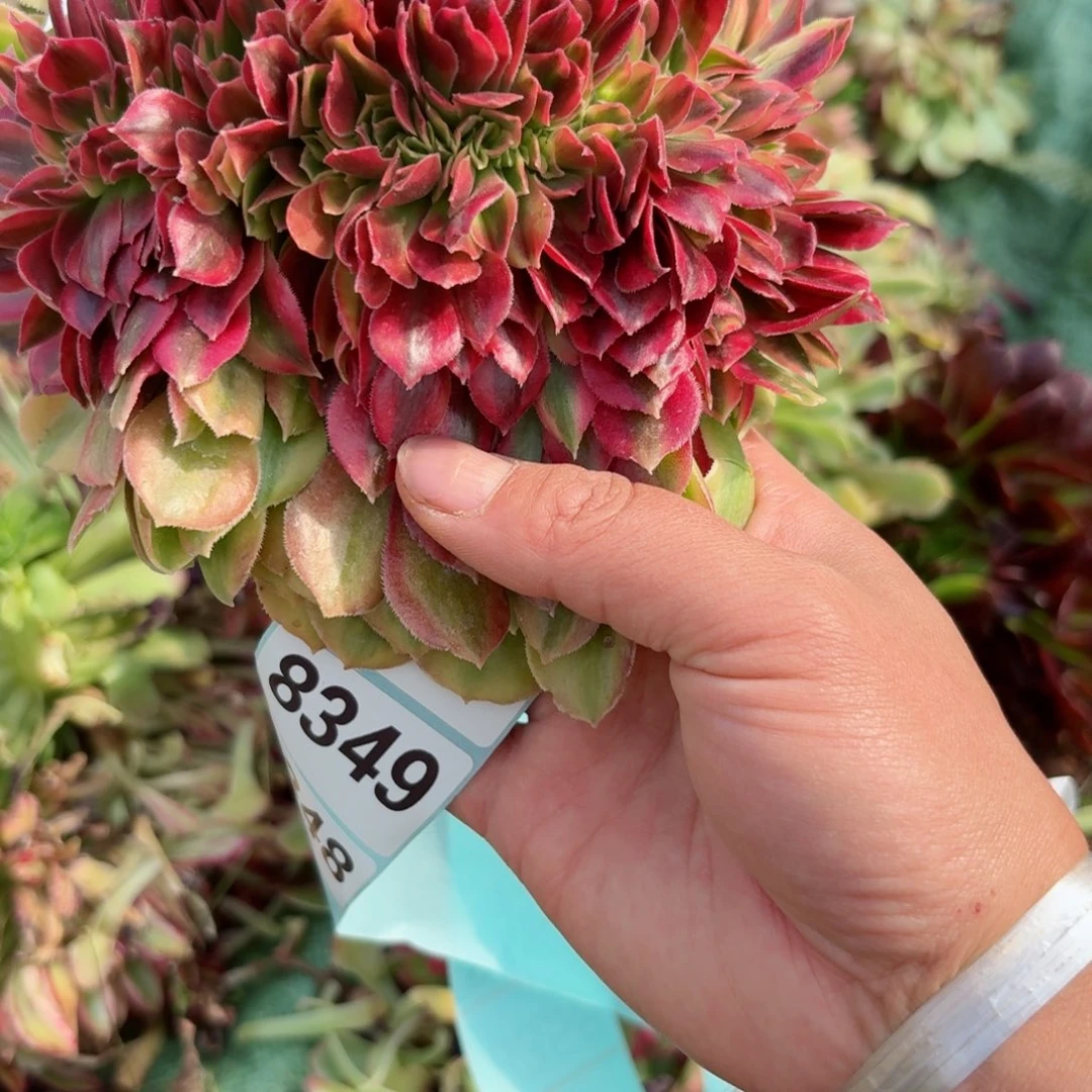 我8347 号多肉法师新年特价没有根维纳