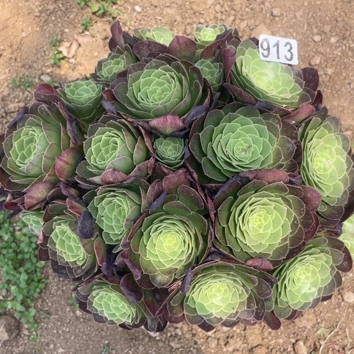 913多肉植物万圣夜