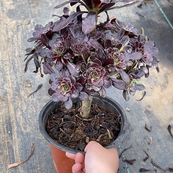 水墨丹青41多肉植物法师法师法师
