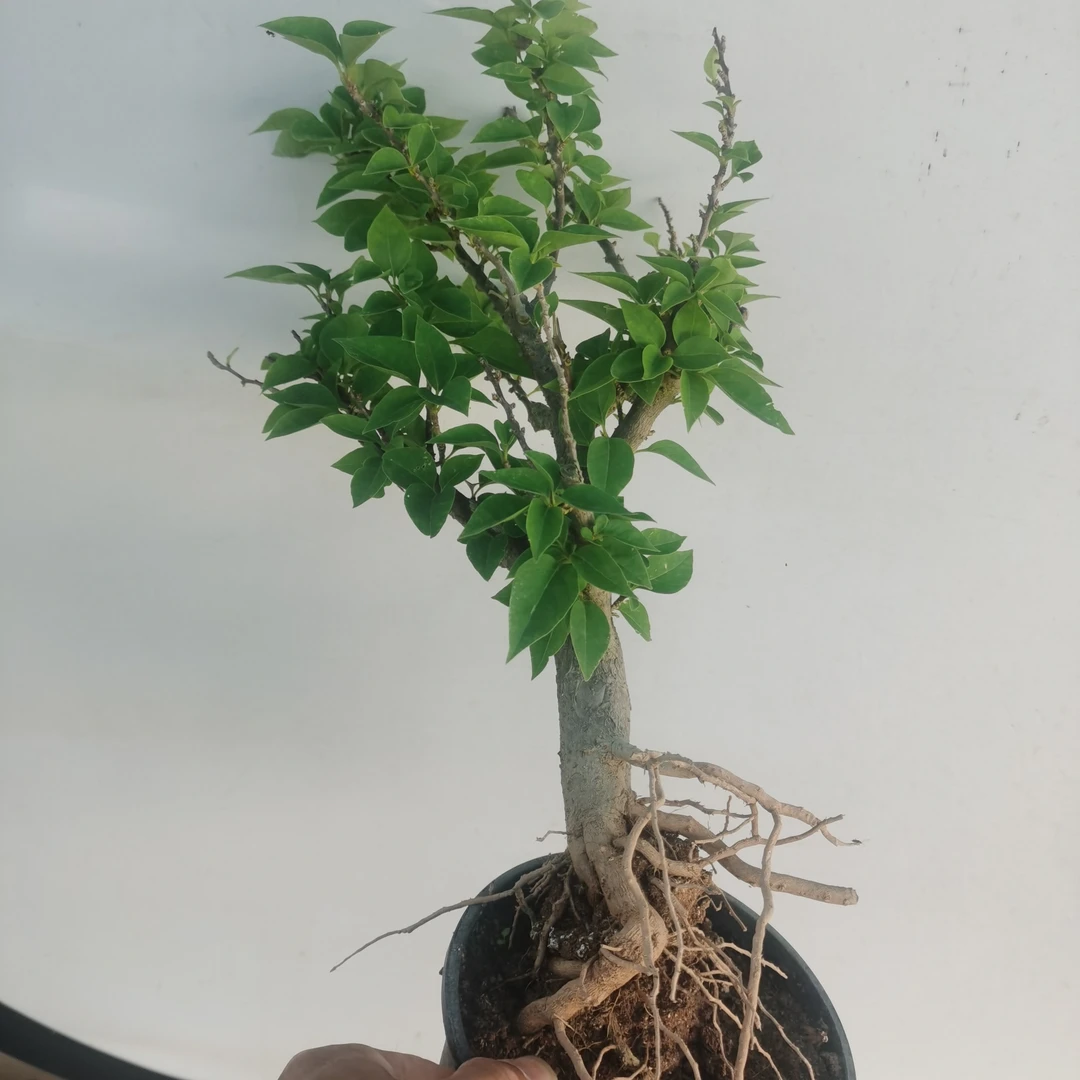 红花一号长寿梅重瓣小老桩掌上阳台桌面微型原生塔紫老桩