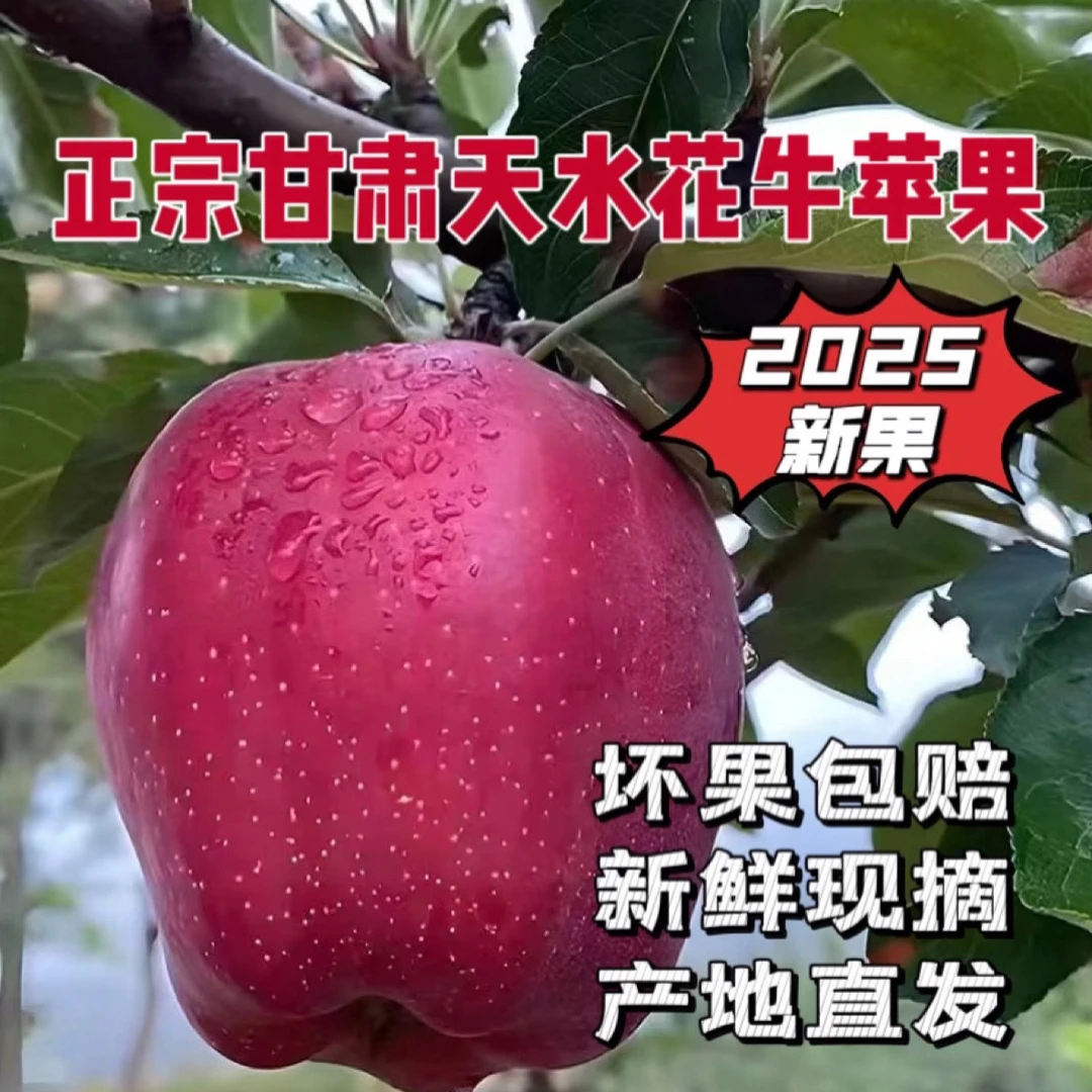 （果园直发）甘肃天水花牛苹果脆粉两吃果园新鲜采摘