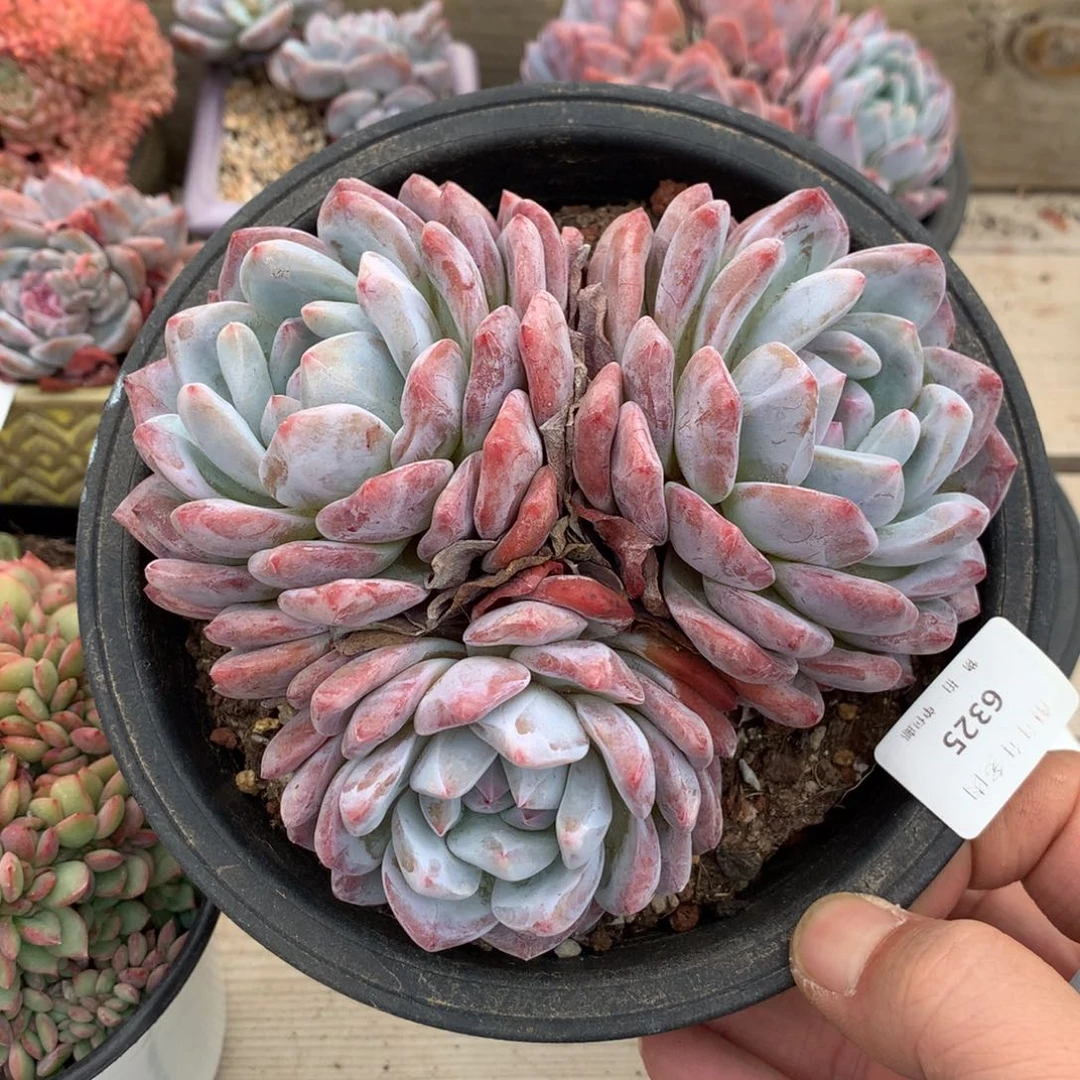 6352橙梦露多肉一颗14厘米