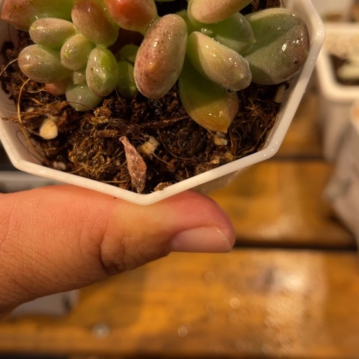 带盆298号加菲猫杂交锦，雪花奶锦啊
