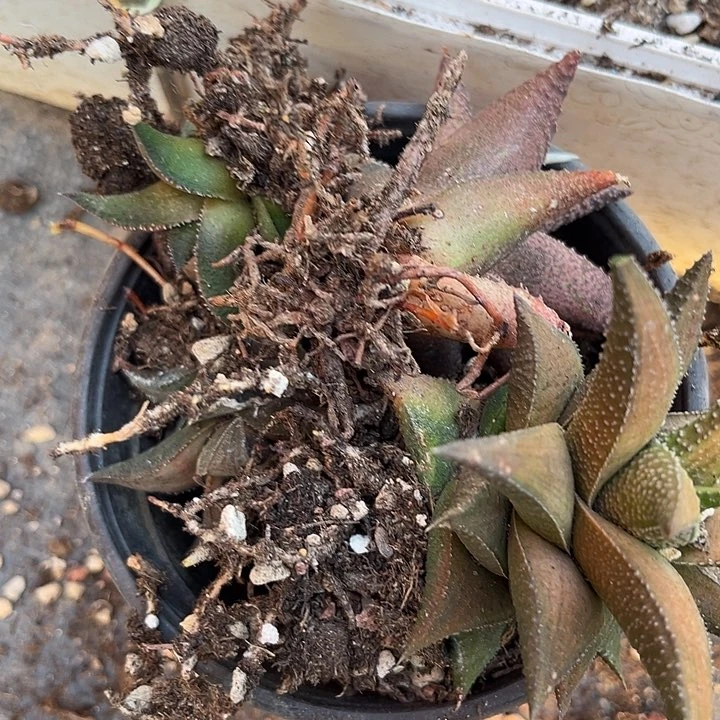 h**y脱土发货111111111