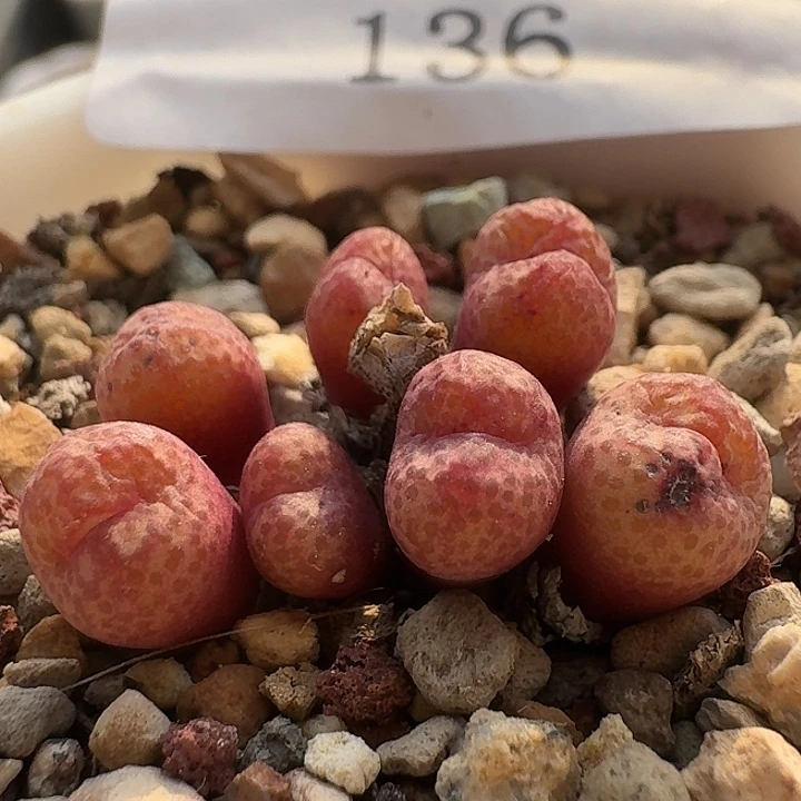 136 小金桔肉锥。