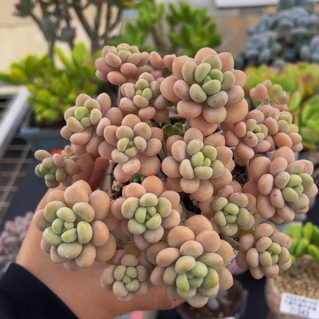 288-洛可可手捧多肉10cm