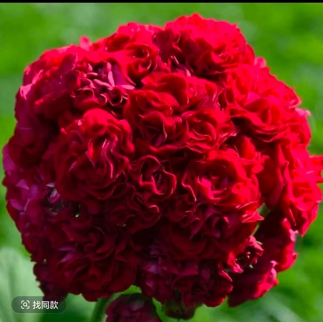 【亚马逊】丑苗，无售后，新品天竺葵重瓣大花球品种，