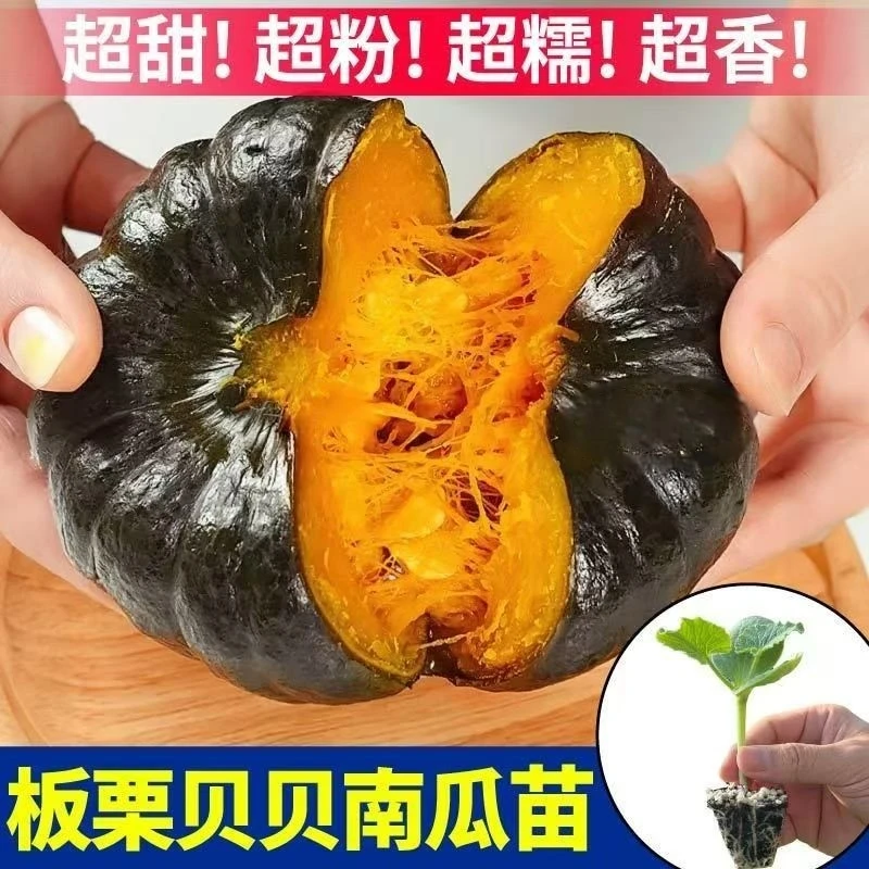 板栗贝贝南瓜苗秧南瓜尖蔬菜基地直发四季阳台盆栽种子