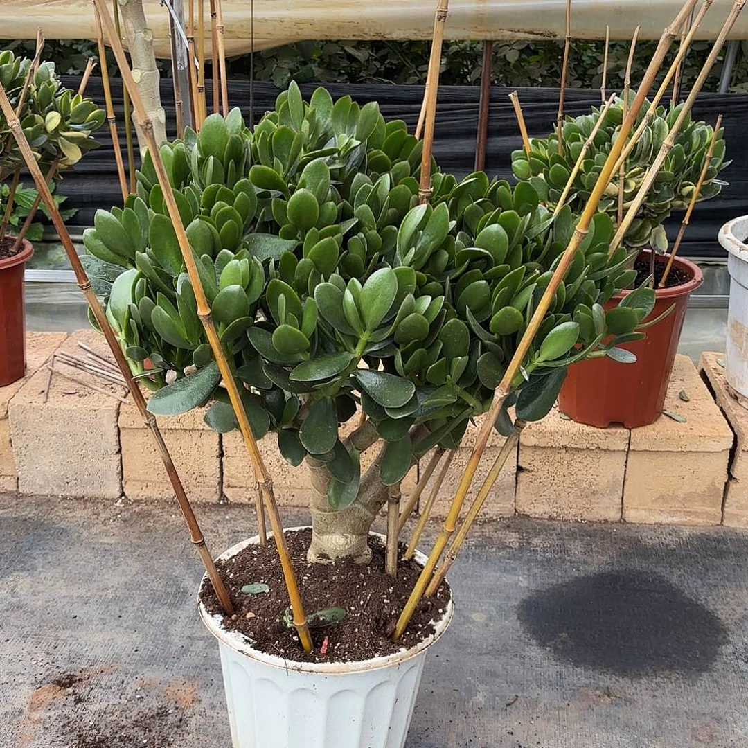 5981青叶玉树裸根发货