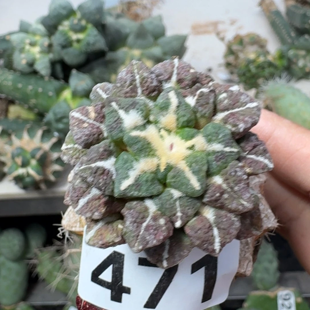 【闪购商品】无花朵佛***珠黑牡丹471