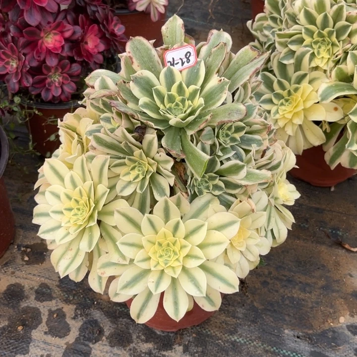 21-28绿豆沙处理不包售后多肉