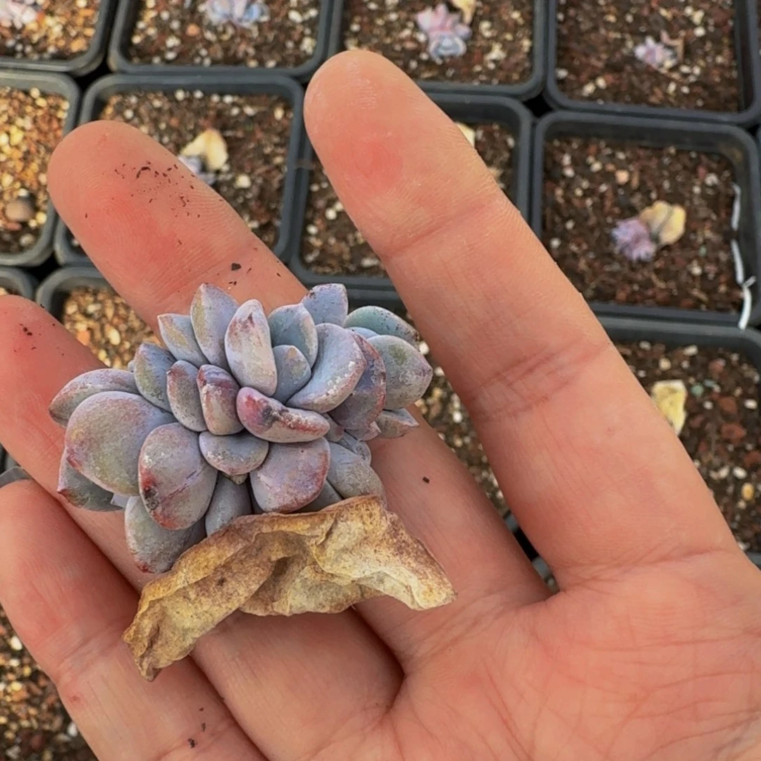 ?**?哈哈哈哈哈哈哈哈哈