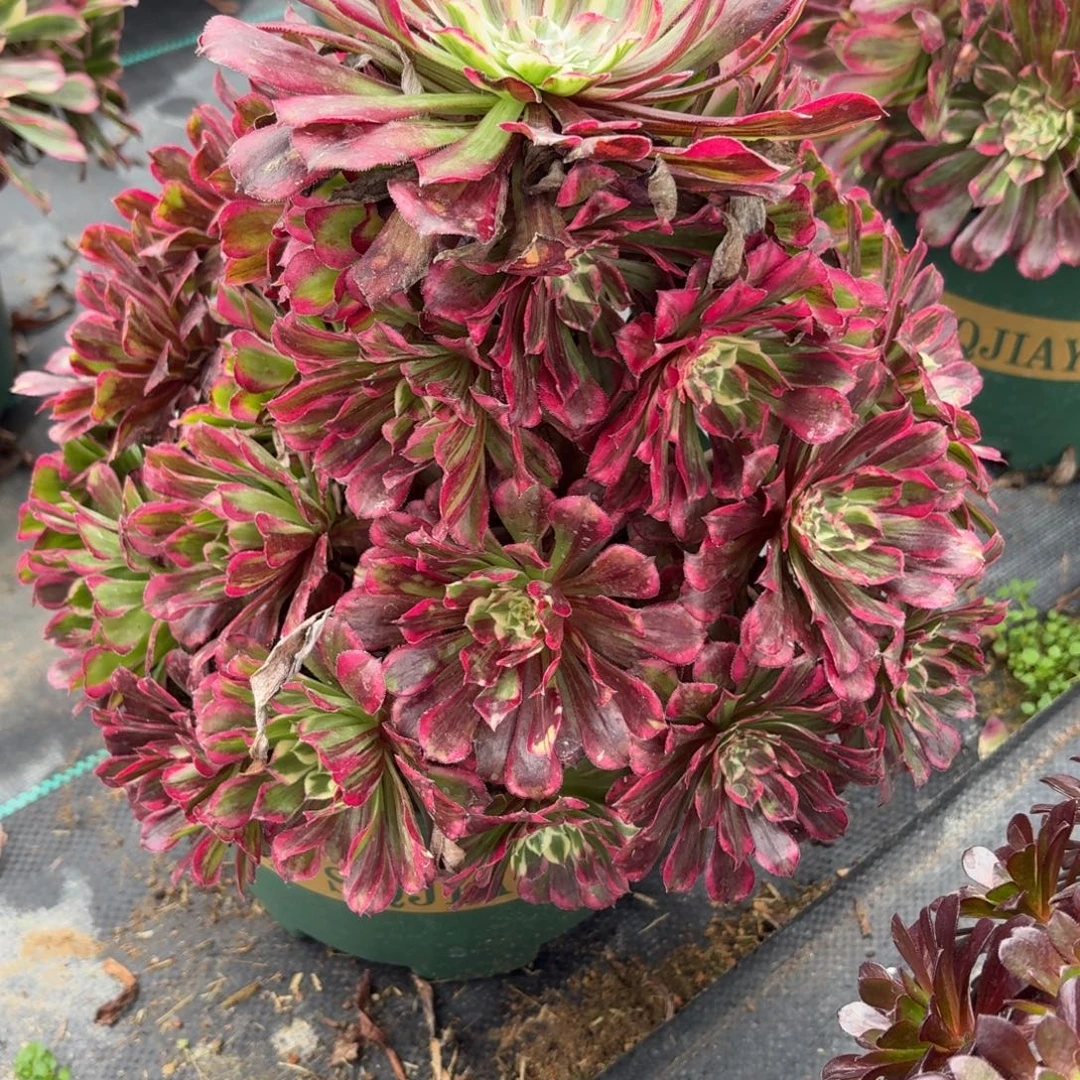 640同花顺多肉植物福利