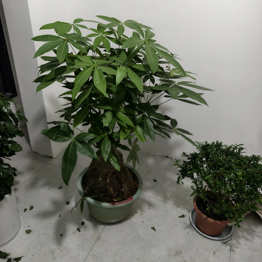 发财树老根风水寓意观赏价值