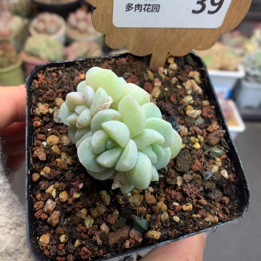 39冰玉石化缀化多肉植物