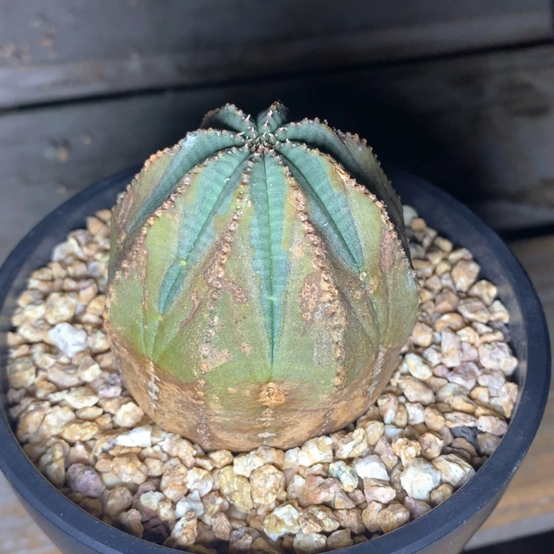 29原产地布纹球一物一拍