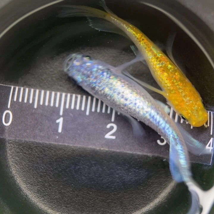 海水鱼真长鳍，15号