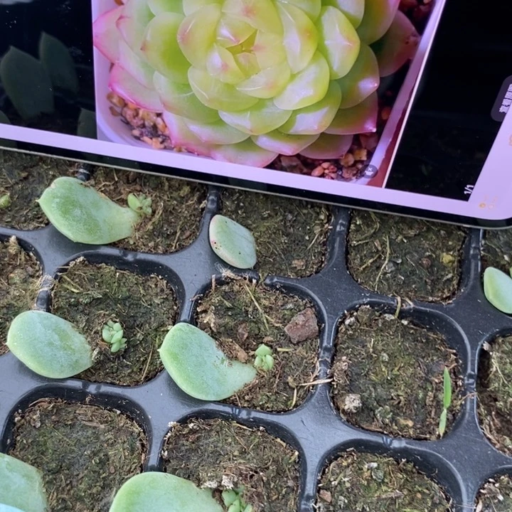 穴盘甜心p219芽苗一个多肉