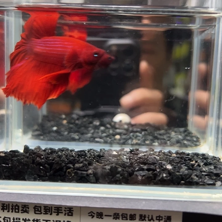 斗鱼竞拍跑单拉黑18日73