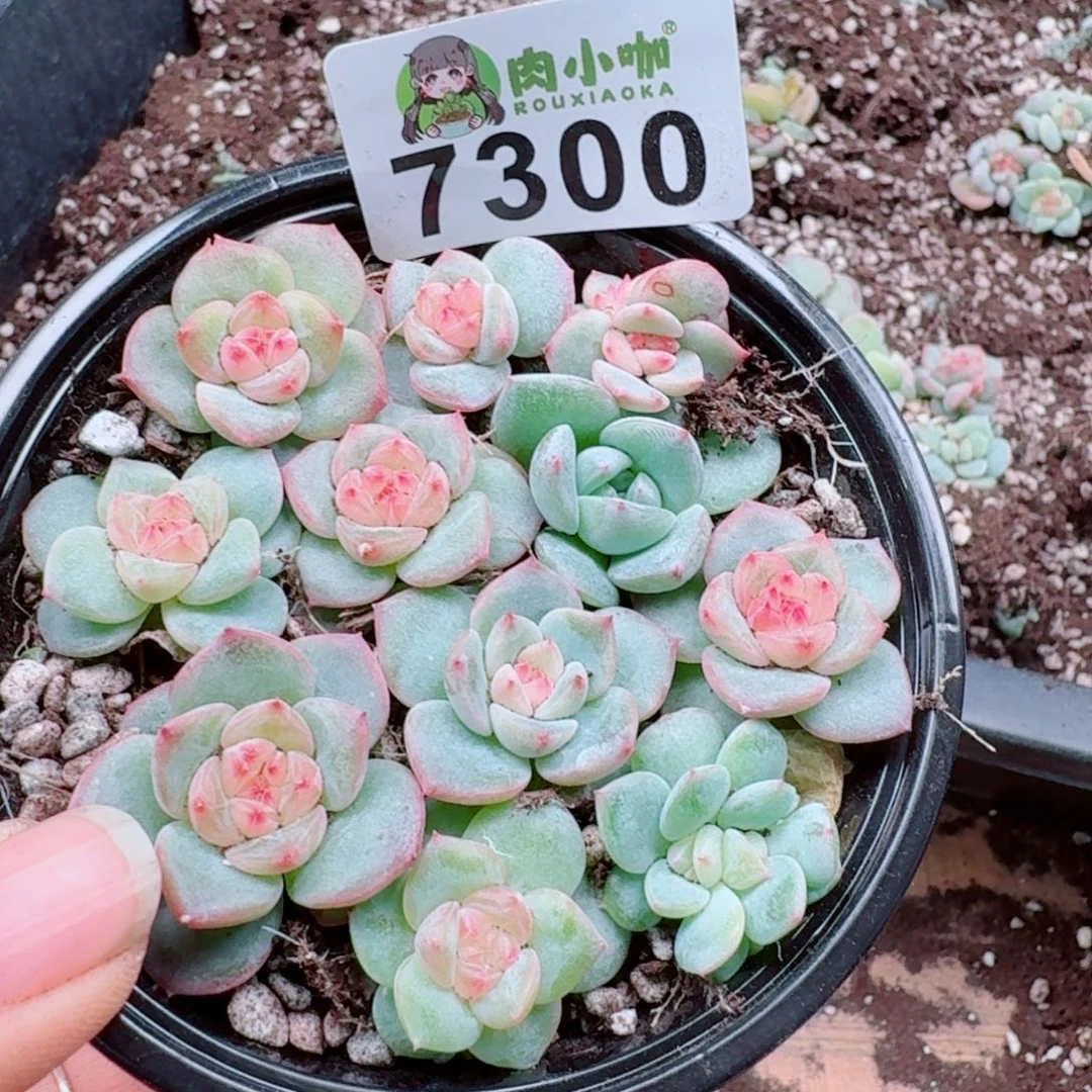 多肉植物多肉植物