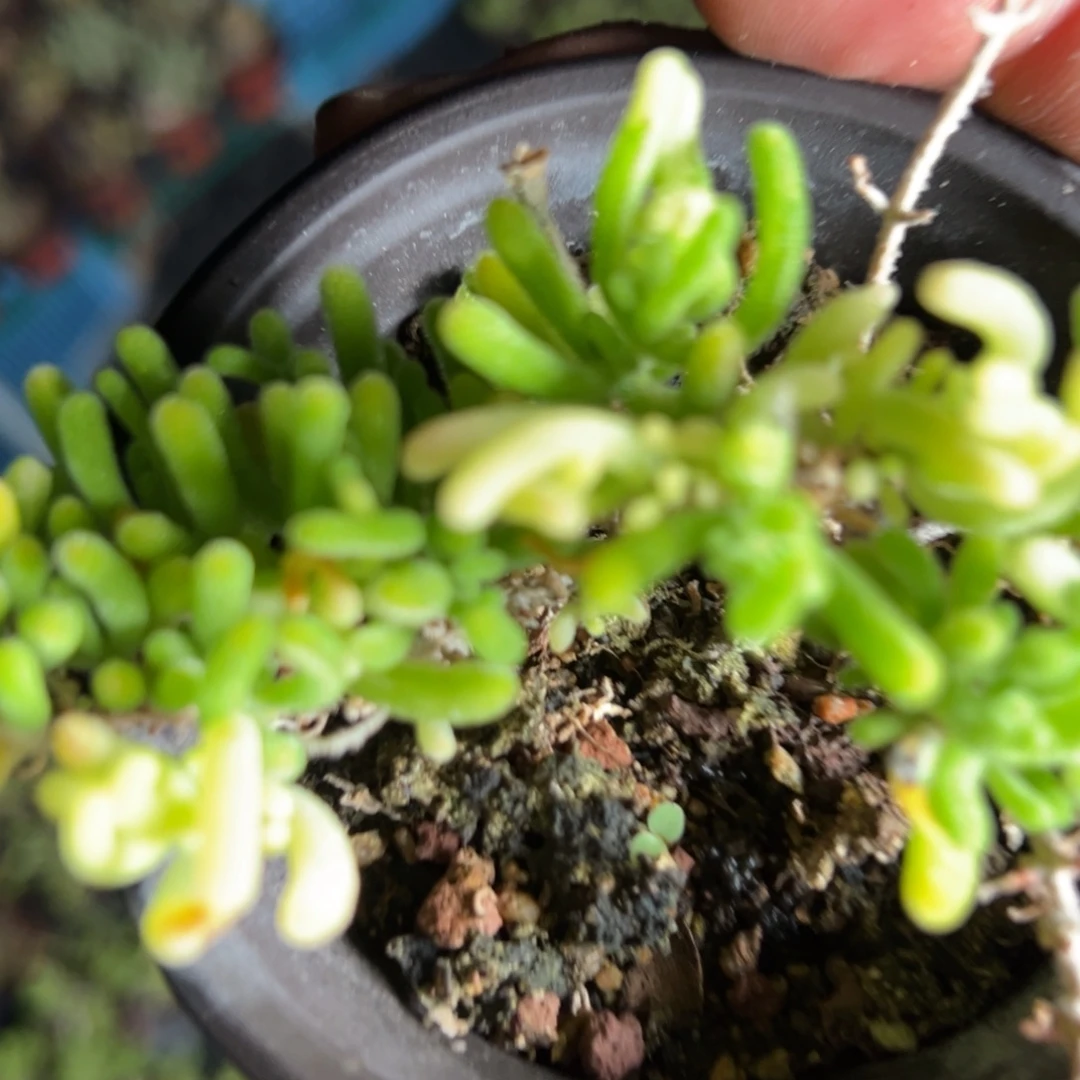 荧光兔阴阳锦90杯老桩