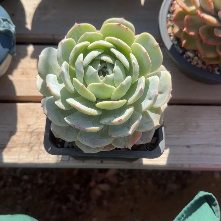 老林群生五十包邮