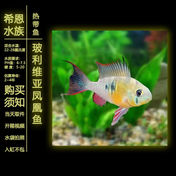 【玻利维亚凤凰】热带短鲷鱼温顺好养可混养观赏鱼