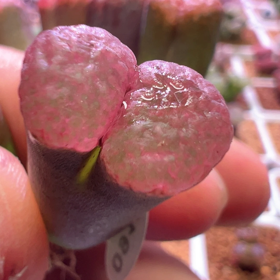 送***来0917，韩系火麒麟，肉锥植物