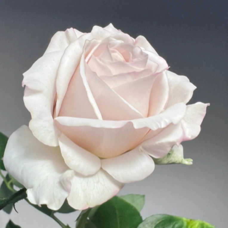 【二加仑 银色衬裙】切花月季阳台庭院盆栽