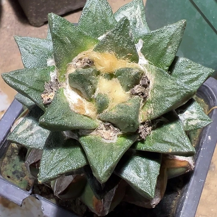 龙角草球苗接仙人球