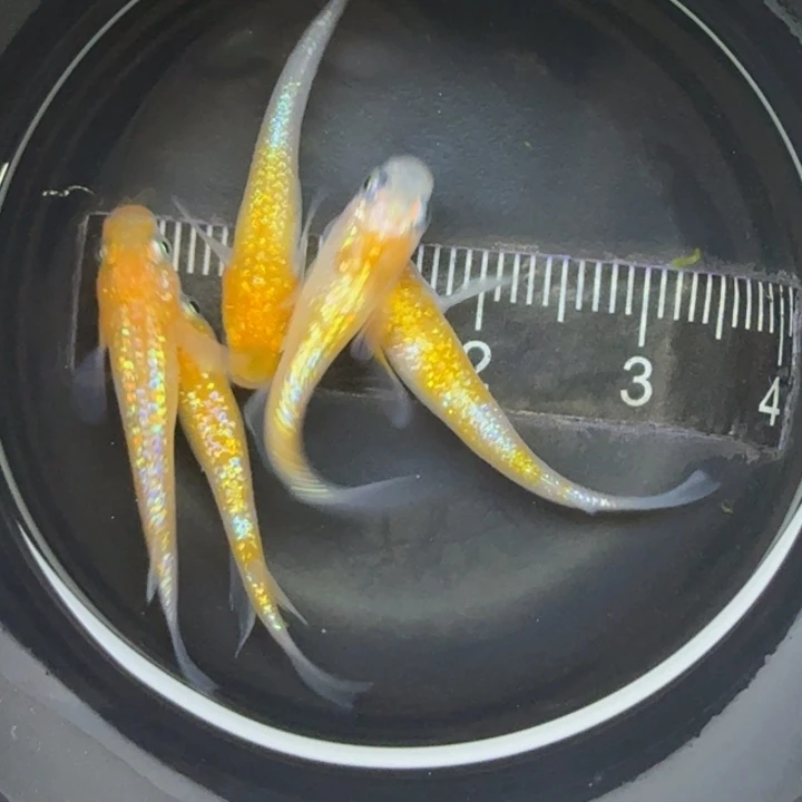 青鳉鱼王华36号青鳉