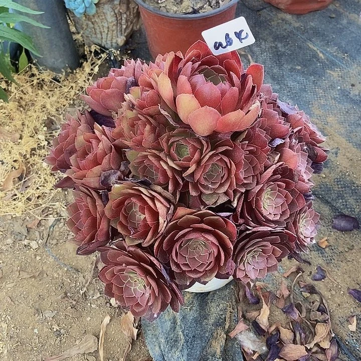 红魔多肉福利特价不包断64多肉