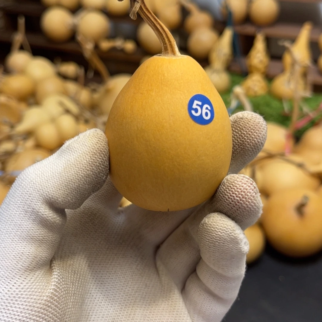 闪拍葫芦链接-56号品