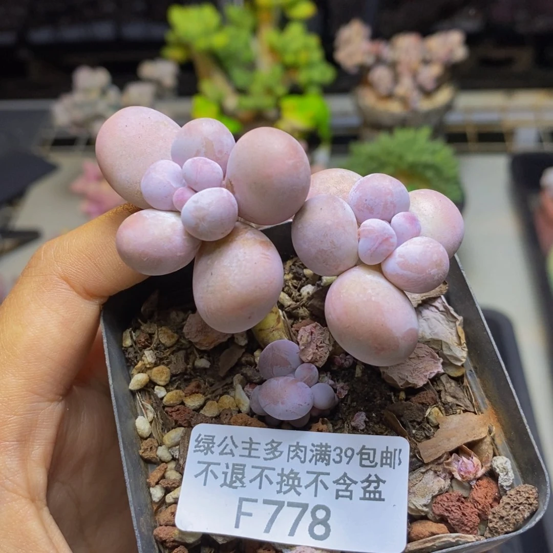 778橙奶多肉肉5c m