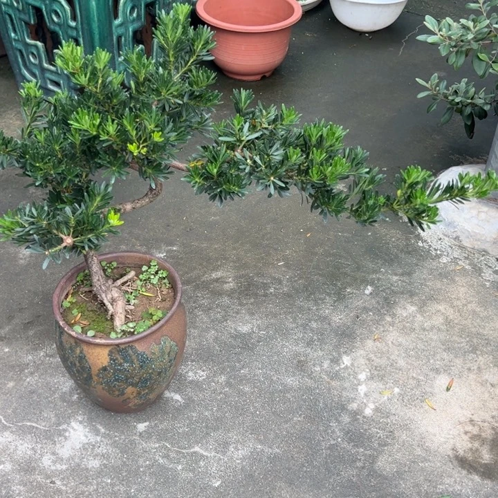 老***3无花朵高端精品罗汉松盆景