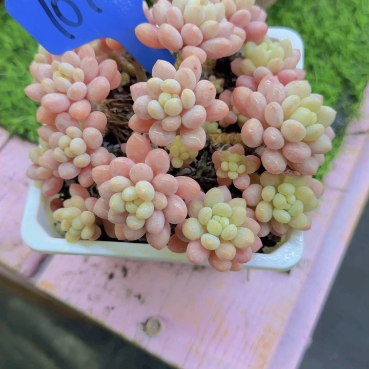 偷****仔1096多肉植物一物一拍