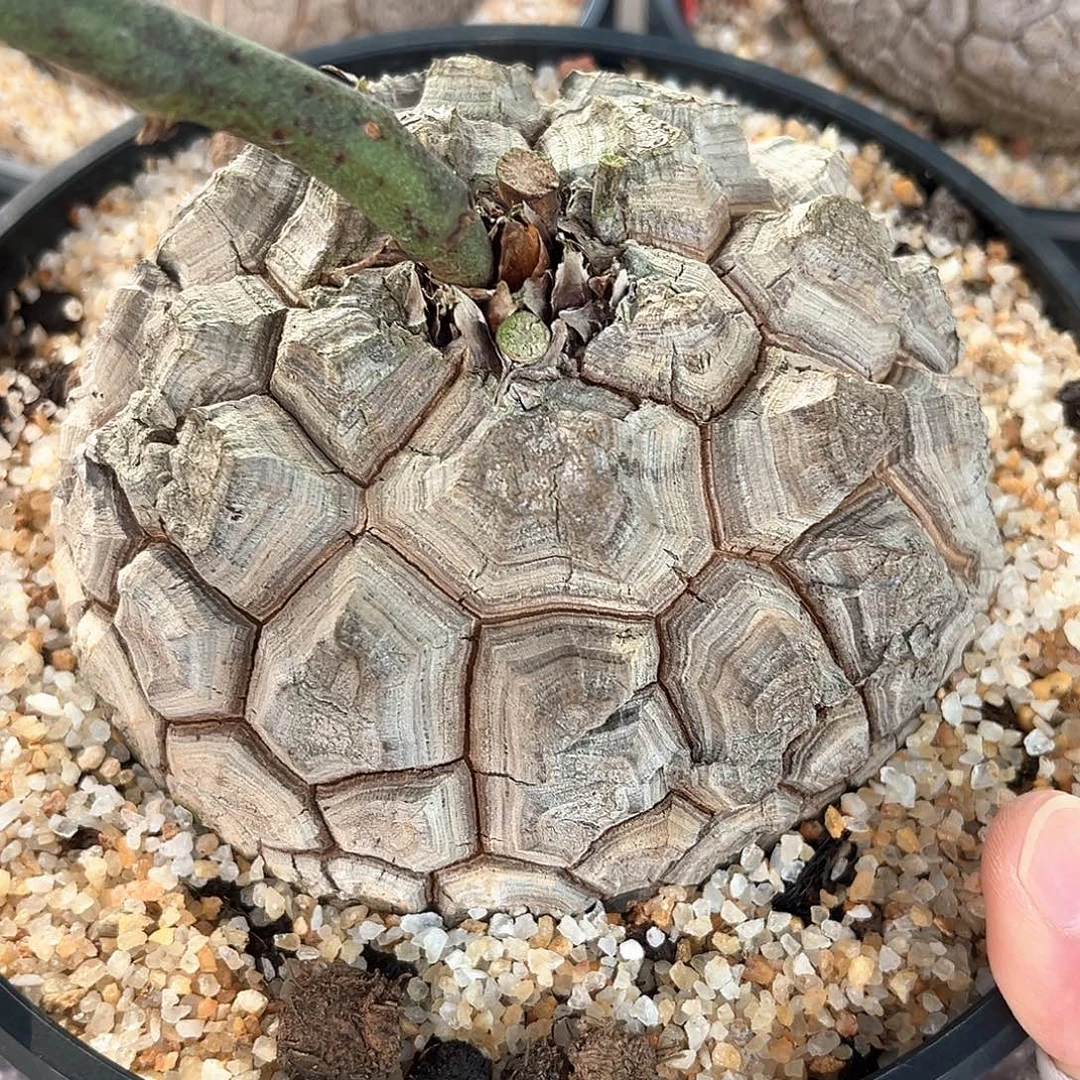潮流植物深裂白皮南非龟，11.7公分