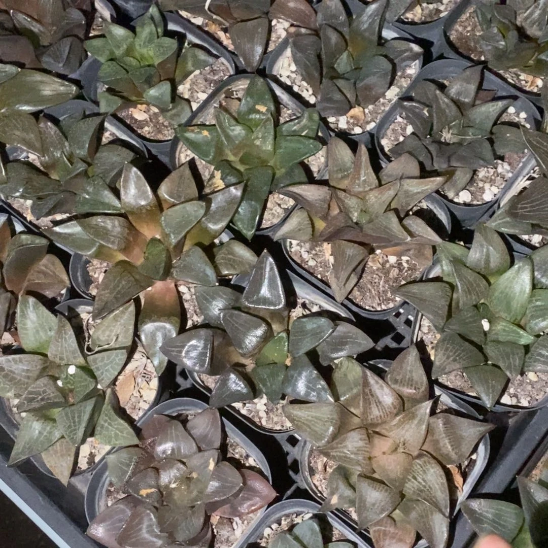 459 一颗实生大寿 超级福利