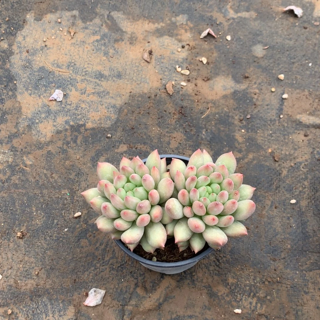 人工增加剂量对患者皮肤