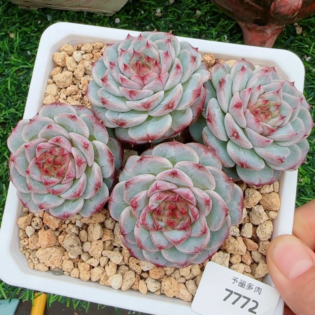 天鹅绒无砍，7772多肉植物