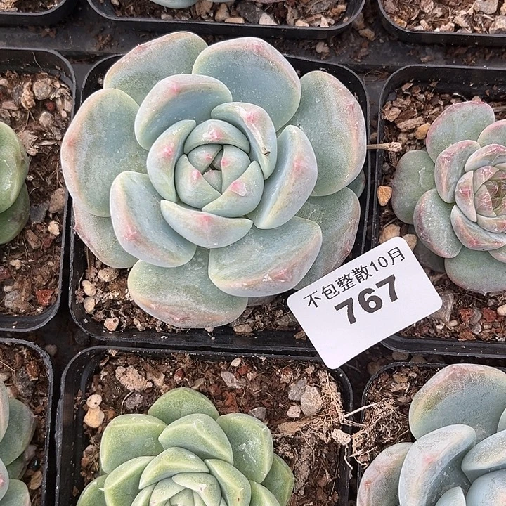 阿雅园艺。       767