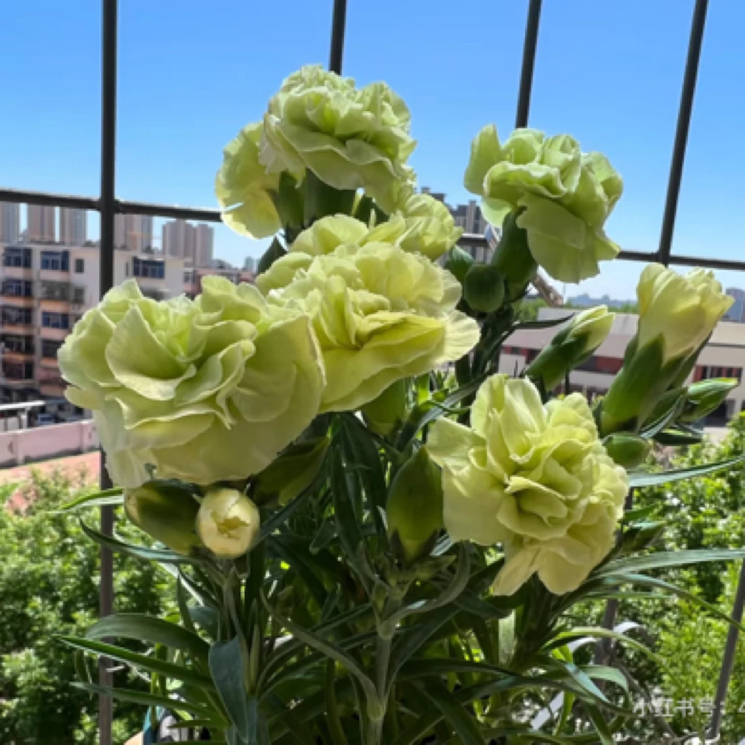 康乃馨盆栽庭院阳台水培耐养型植物花卉绿植盆栽